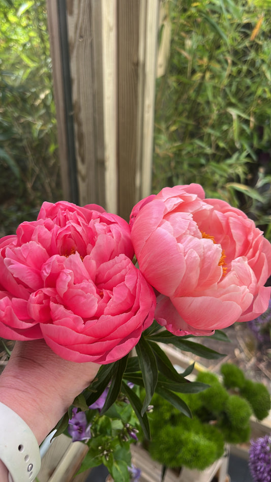 The Language of Flowers: Unveiling the Hidden Meanings Behind Popular Blooms