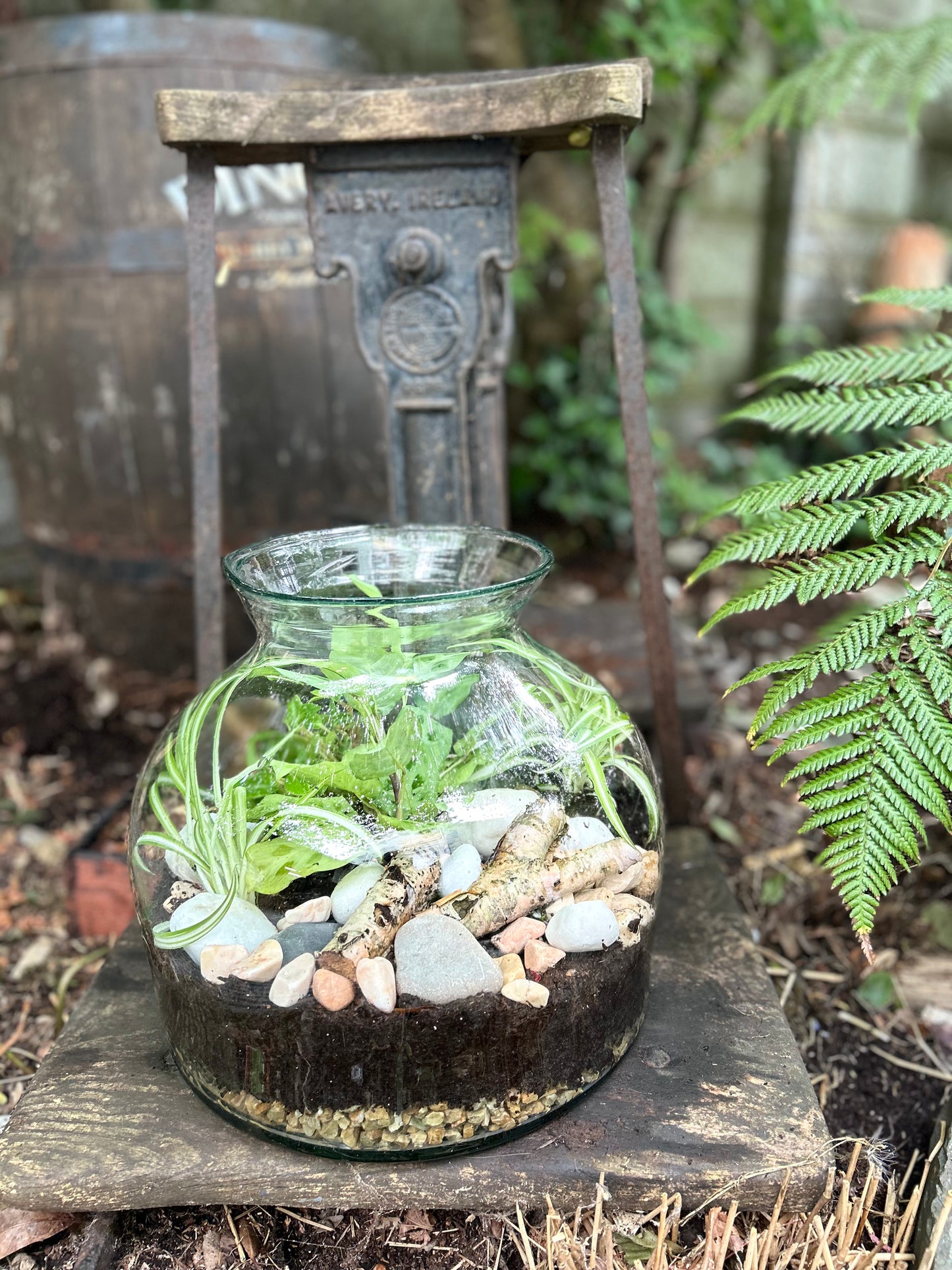 Handcrafted XL terrarium called The Glass Garden, measuring 34 x 35 cm, featuring natural driftwood, layered stones, and hardy greenery inside a clear glass dome. Created by Wisteria Florist in Ireland.