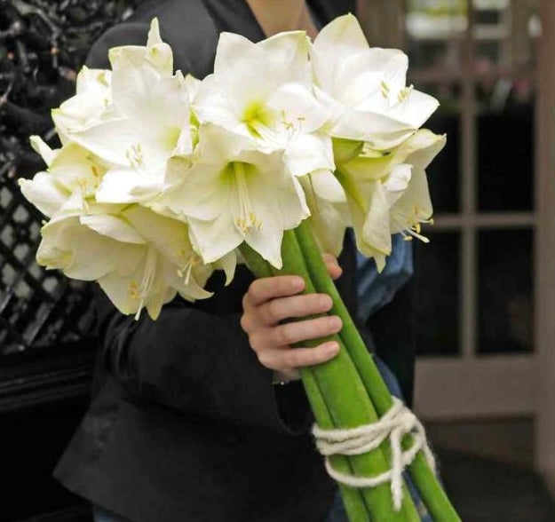 White Amaryllis