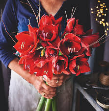 Red Amaryllis